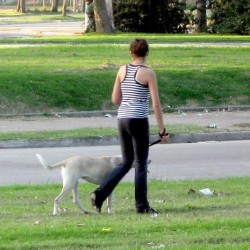 La importancia de pasear a los perros