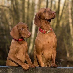 El perro y el hombre, una amistad de más de 33.000 años