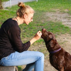 Los perros reconocen las emociones