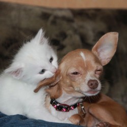 Los dueños de perros son más felices que los de los gatos