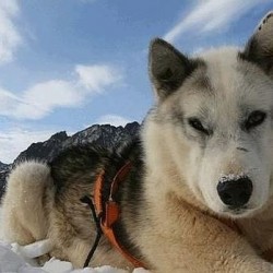 El Desafío Ártico del Husky Groenlandés