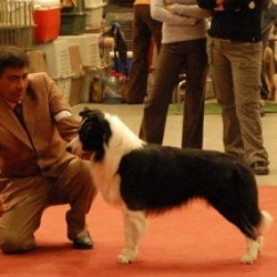 Doghandling: arte canino