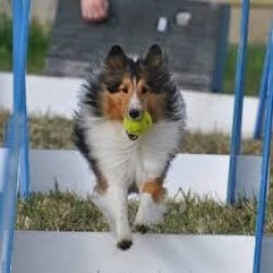 ¿Qué es el flyball?