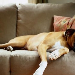 Cómo eliminar los pelos de perro en casa