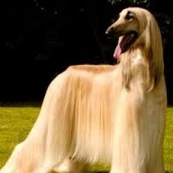 Lebrel Afgano, el perro de Oriente Medio