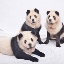Perros panda, la última moda en China