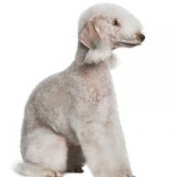 Bedlington Terrier, perros curiosos