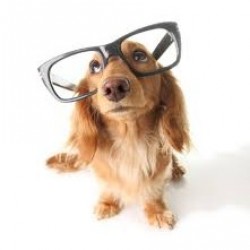 Las cinco razas de perros más inteligentes