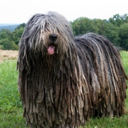 Bergamasco, el can rastafari