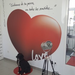 I love perros, nueva peluquería canina montada por ex-alumnos de Mónica Gómez