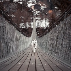 Viajes caninos por tierra, mar o aire