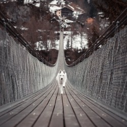 Viajes caninos por tierra, mar o aire