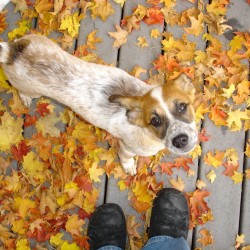 Otoño, época de muda de nuestros perros